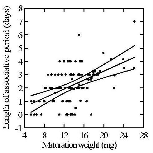 Relationship between maturation weight and length of the female's associative period