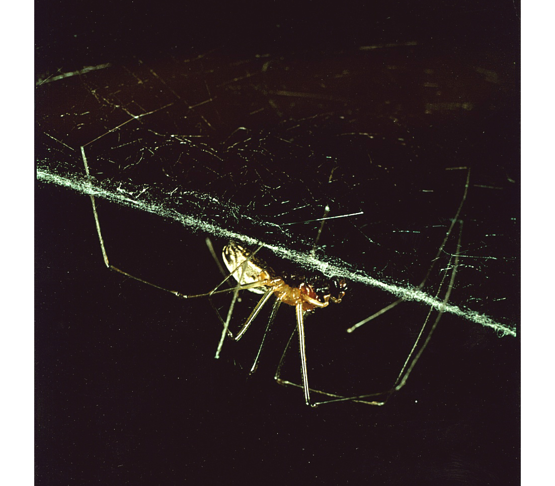 Male Sierra Dome spider performing web reduction