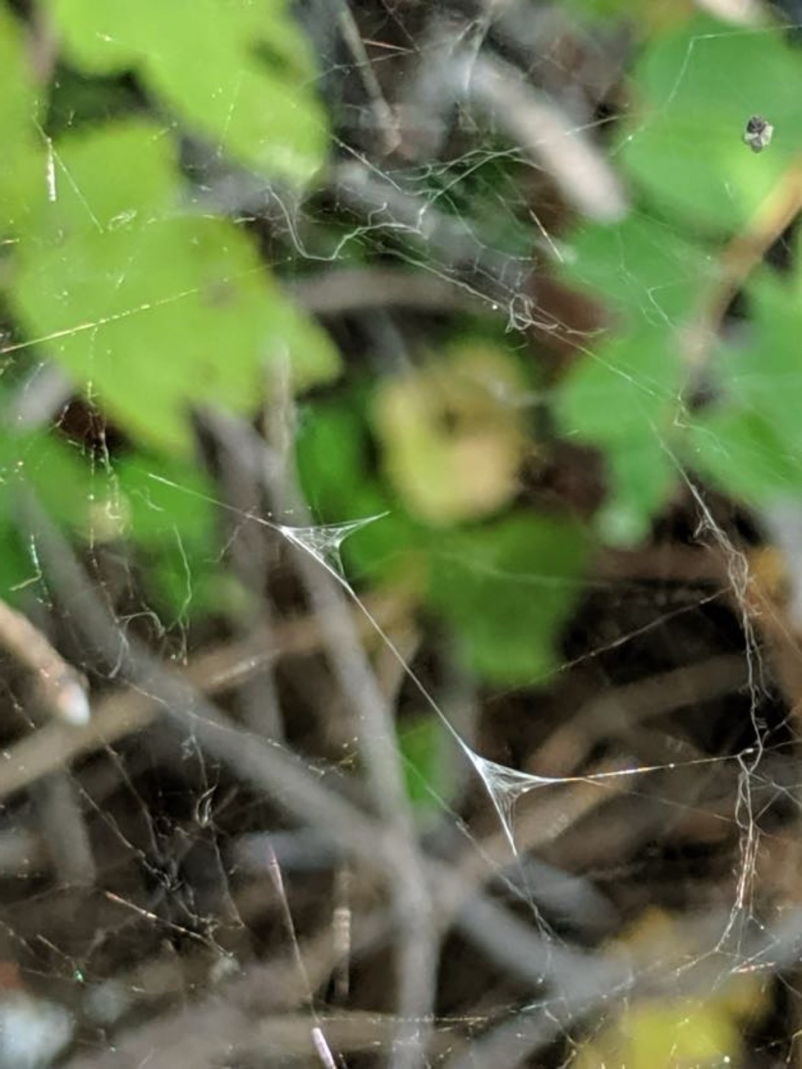 Lucky double sperm web in Sierra Dome spider