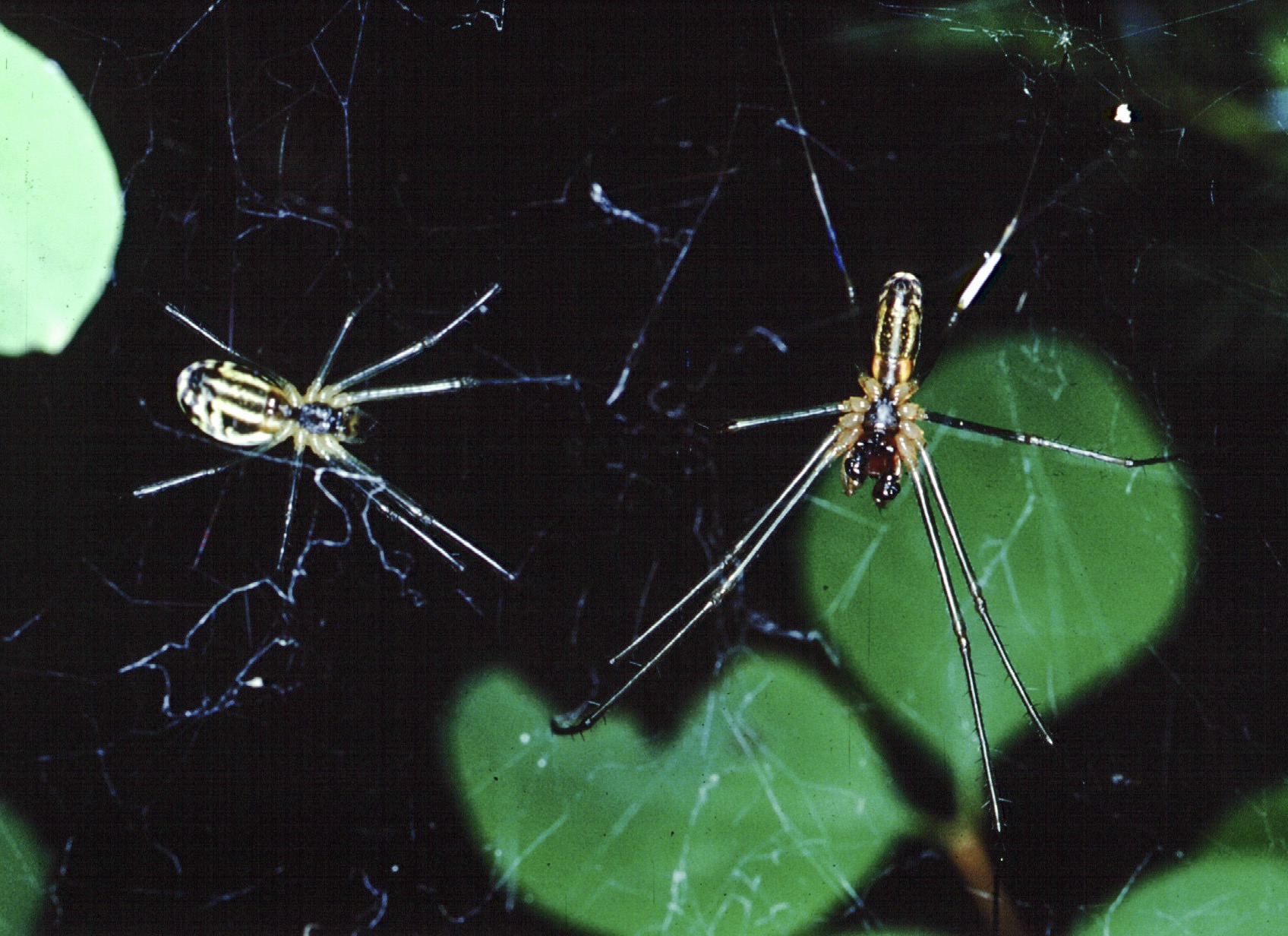 Penultimate female Sierra Dome spider guarded by a mature male