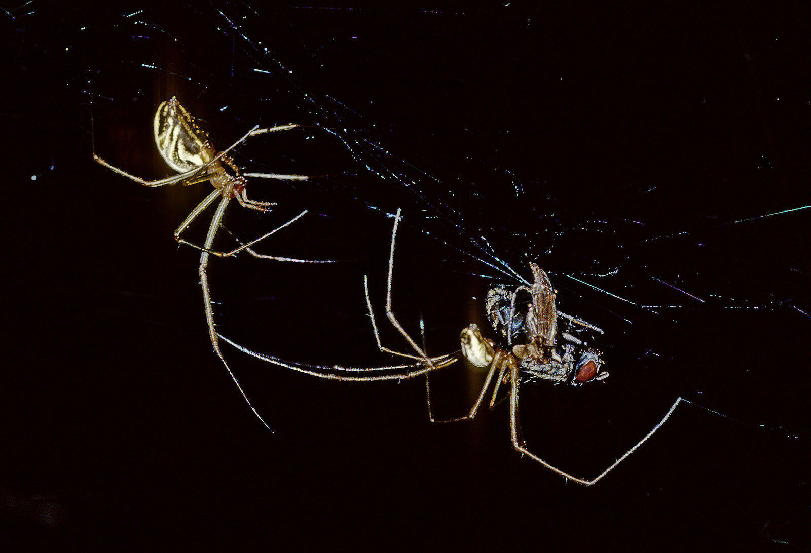 Male Sierra Dome spider stealing a prey item from a female