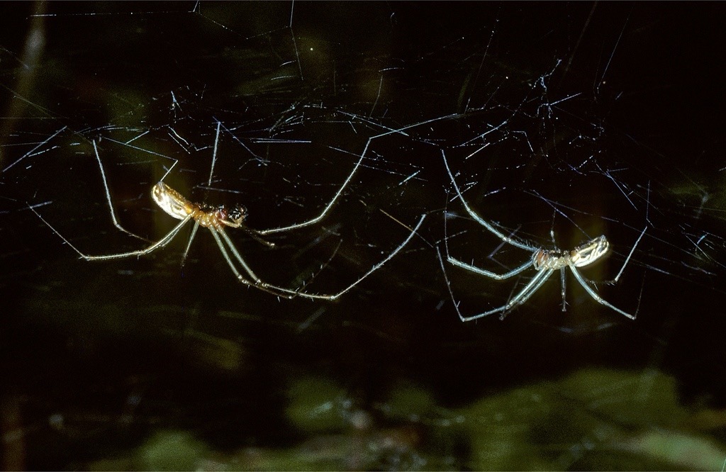 Sierra Dome spider, male left, female right